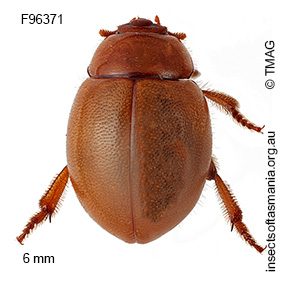 Sphargeris physodes
