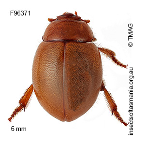Sphargeris physodes