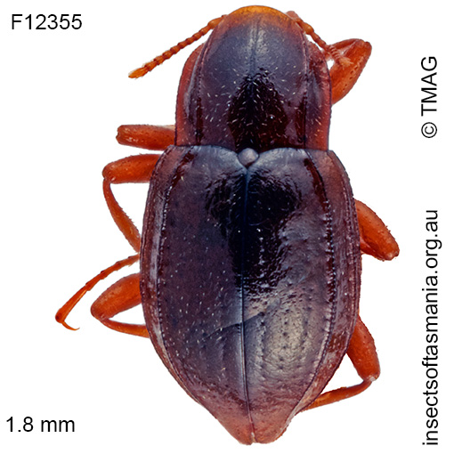 Species image