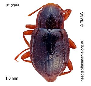Austrolimnius diemenensis