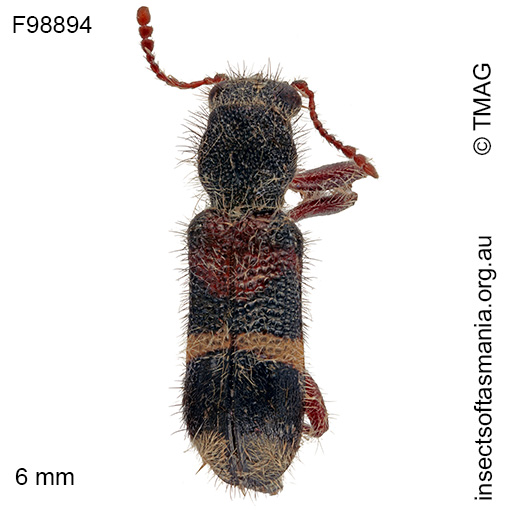 Species image