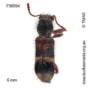 Blackburniella intricata