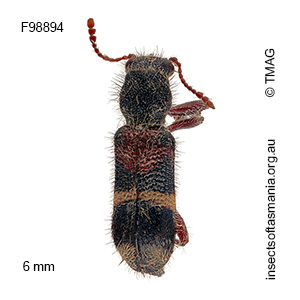 Blackburniella intricata