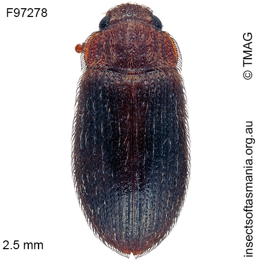 Species image