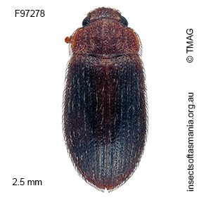 Diplocoelus decemlineatus