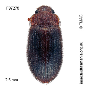 Diplocoelus decemlineatus