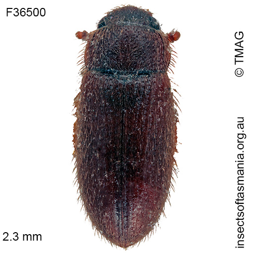 Species image