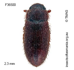 Diplocoelus xanthorrhoeae