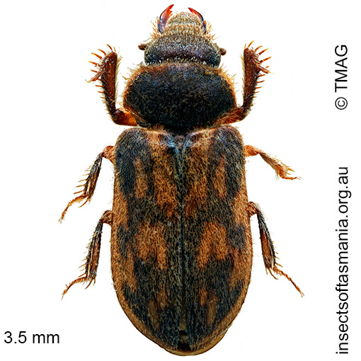 Heterocerus sp