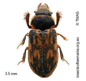 Heterocerus flindersi