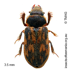 Heterocerus flindersi