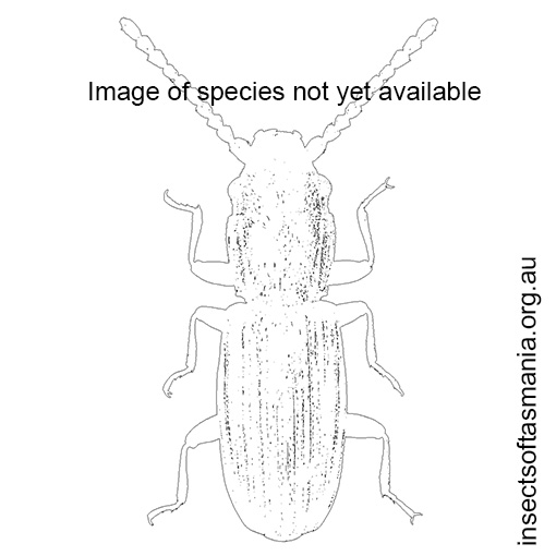 Species image