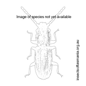 Cryptolestes pusillus