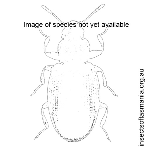 Species image