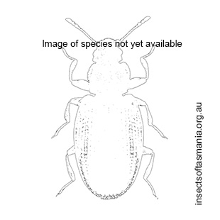 Latridius minutus