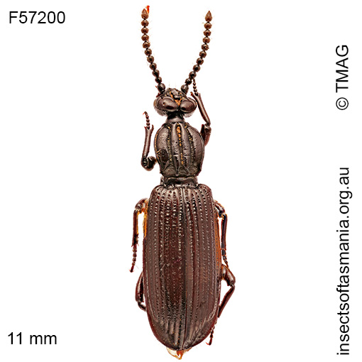 Species image