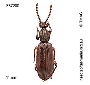Leoglymnius lignarius