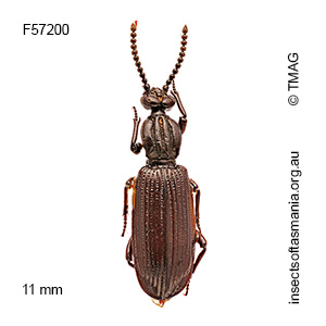 Leoglymnius lignarius
