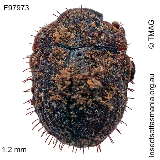 Species image