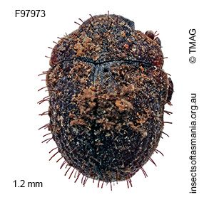 Microchaetes bryophilus