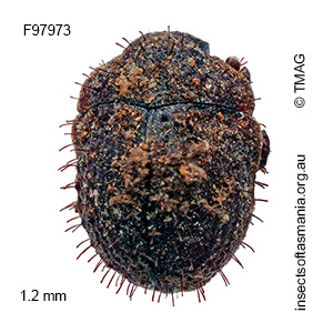 Microchaetes bryophilus