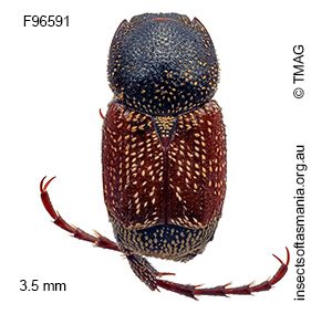 Microvalgus bursariae
