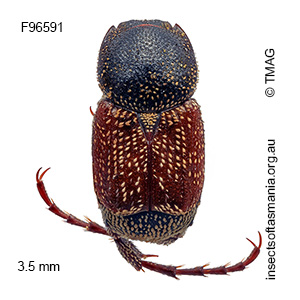 Microvalgus bursariae