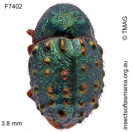 Species image