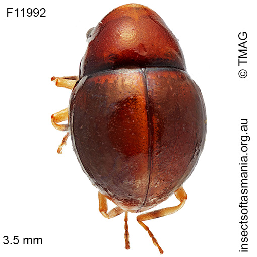 Species image
