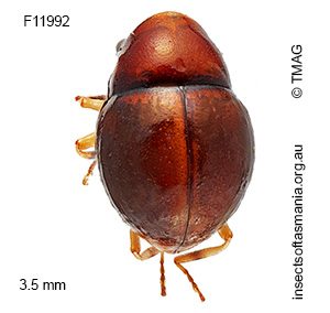 Notolioon maculatipes