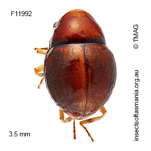 Notolioon maculatipes