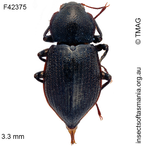 Species image