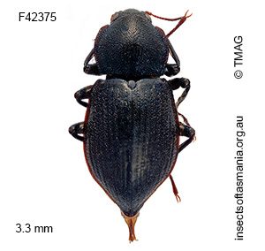 Notriolus simsoni