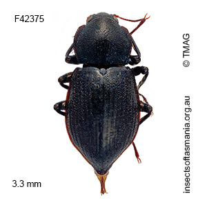 Notriolus simsoni