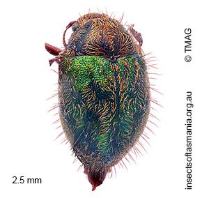 Idiothrix carinaticeps