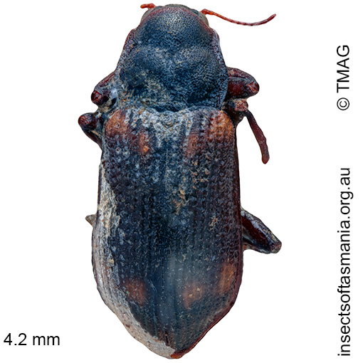 Species image