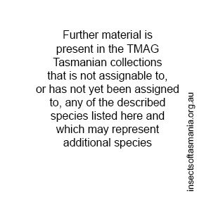 ZZ Further taxa