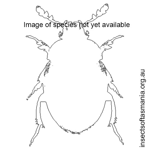 Species image