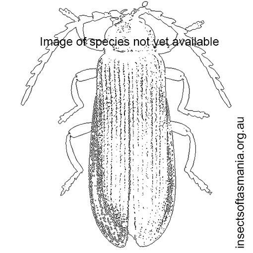 Species image