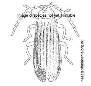 Porrostoma kingensis