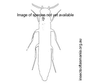 Leptonetron victoriense