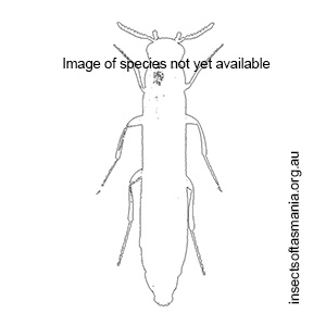 Leptonetron victoriense