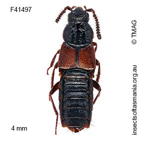 Aleochara blackburni