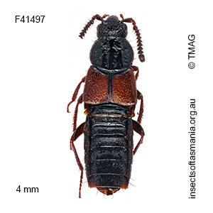 Aleochara blackburni