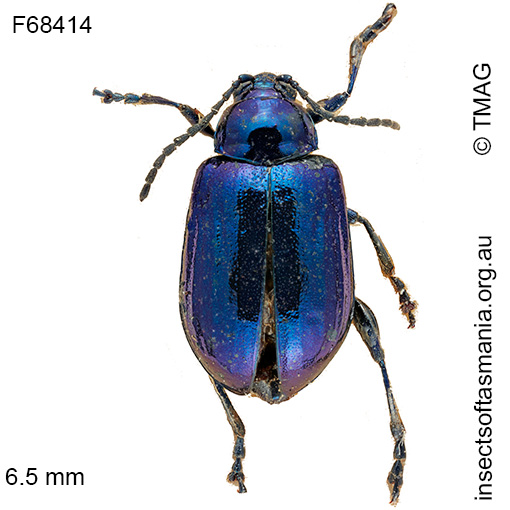 Species image