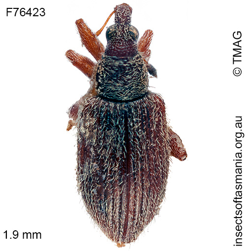 Species image