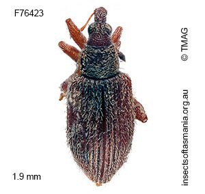 Ancyttalia oleariae