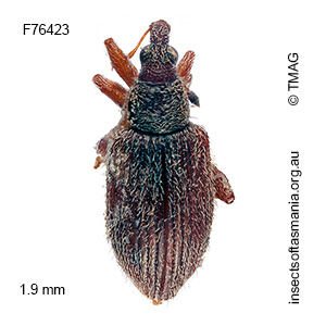 Ancyttalia oleariae