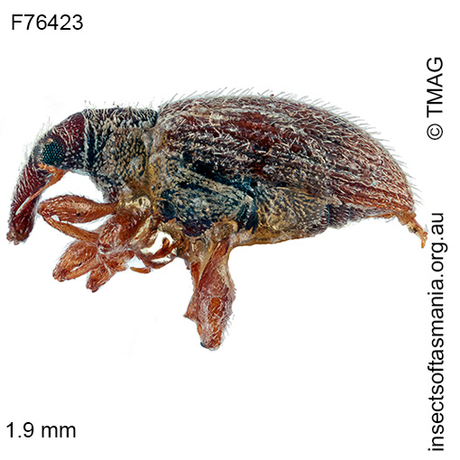 Species image