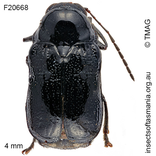 Species image